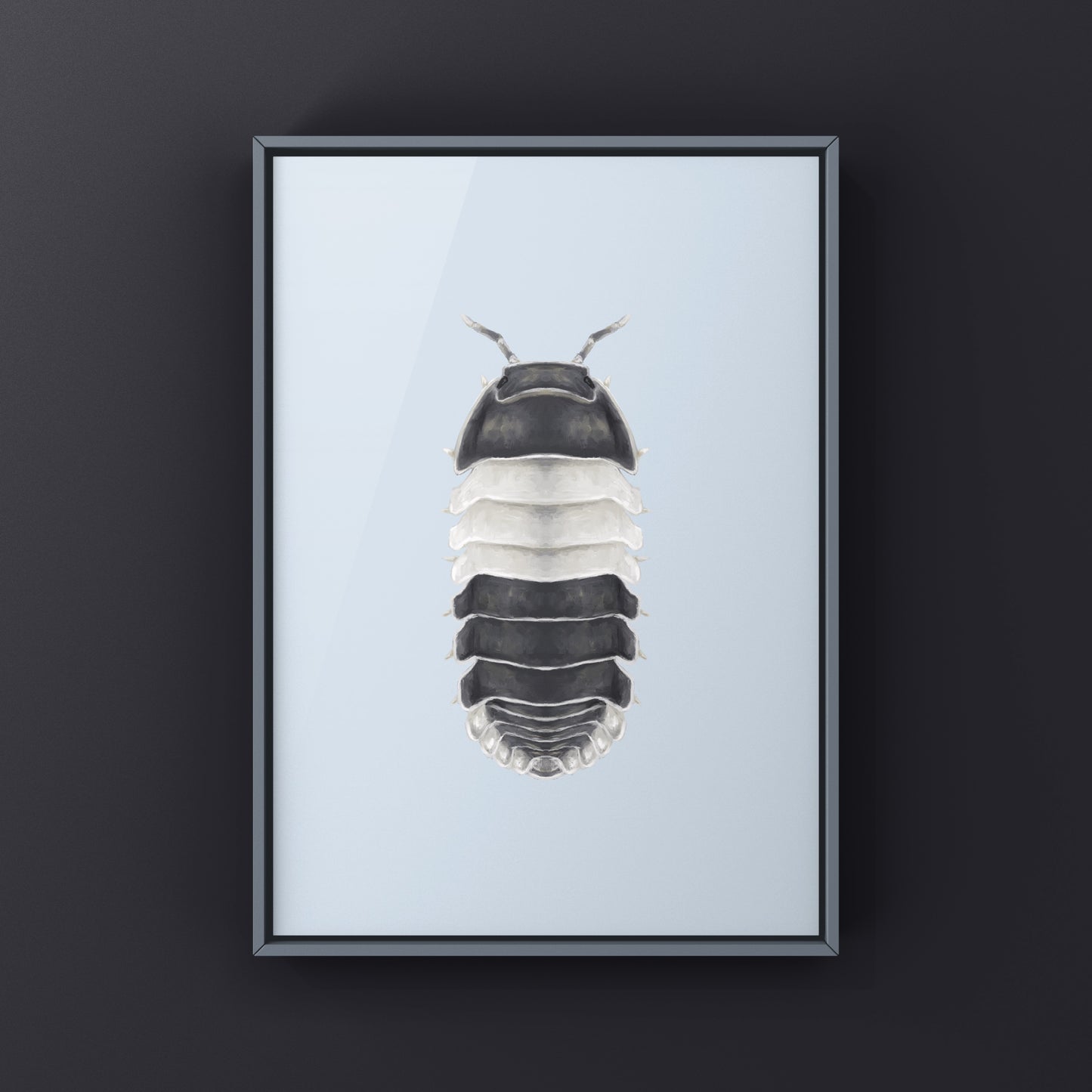 Panda King Isopod, Cubaris sp. Panda King, Photographic Art Print