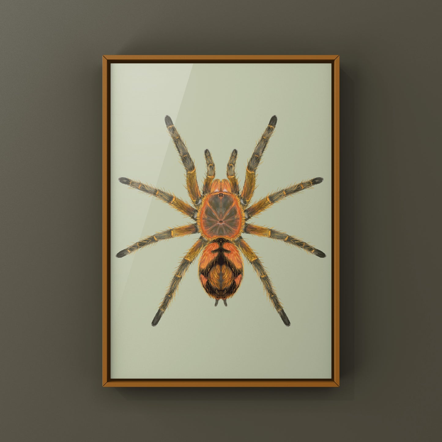 Peruvian Firecracker Tarantula, Urupelma sp. Mishana, Photographic Art Print