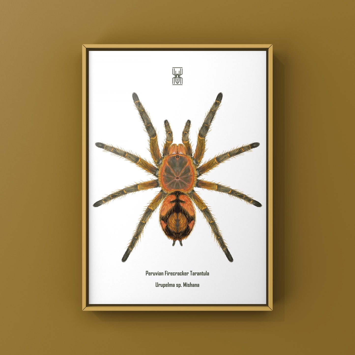 Peruvian Firecracker Tarantula, Urupelma sp. Mishana, Photographic Art Print