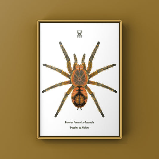 Peruvian Firecracker Tarantula, Urupelma sp. Mishana, Photographic Art Print