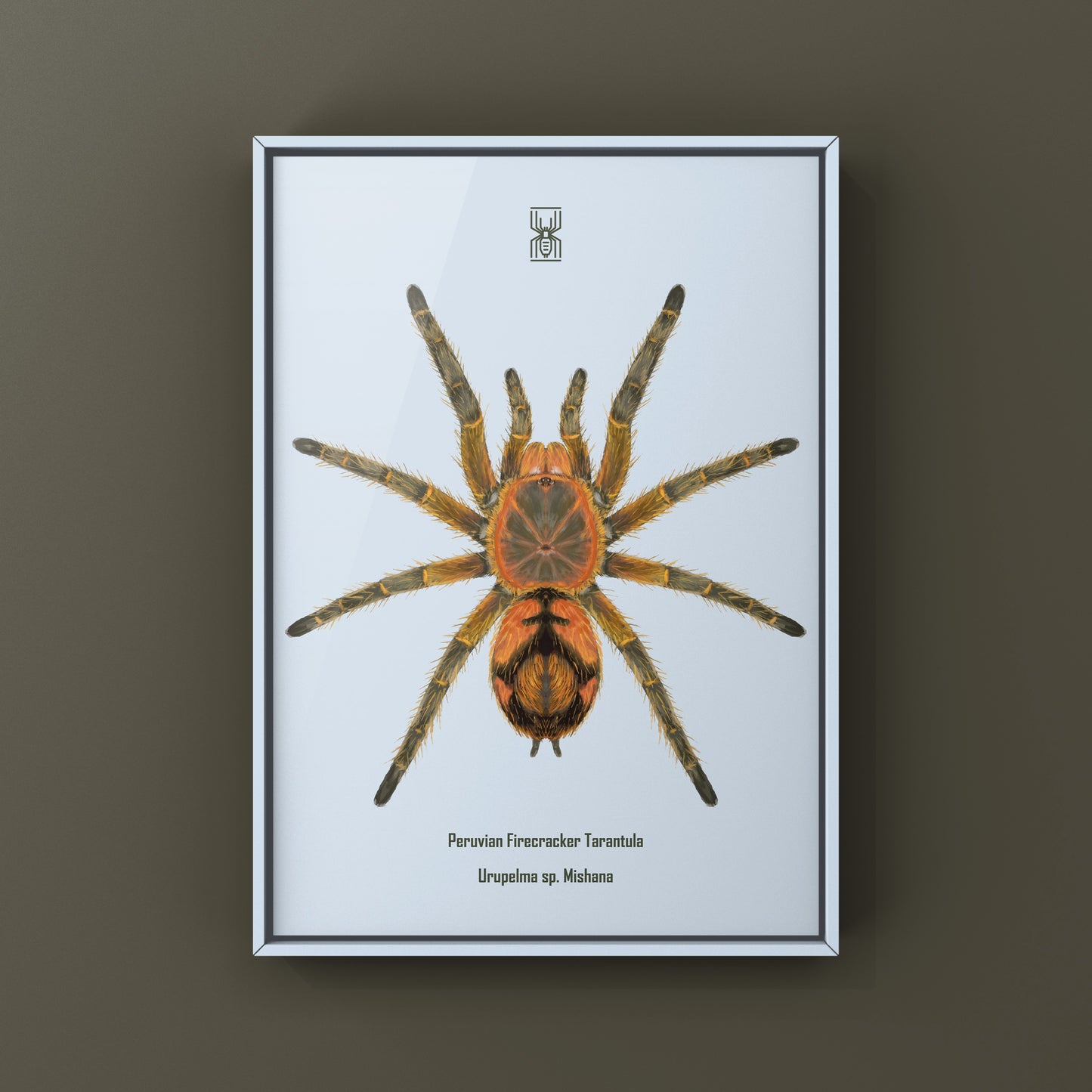 Peruvian Firecracker Tarantula, Urupelma sp. Mishana, Photographic Art Print