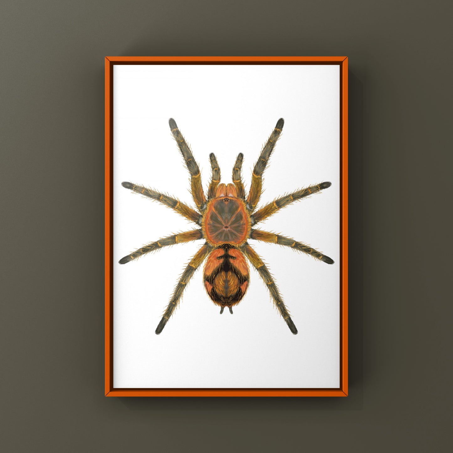 Peruvian Firecracker Tarantula, Urupelma sp. Mishana, Photographic Art Print