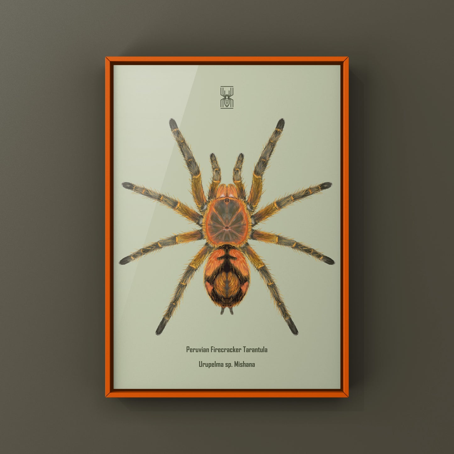 Peruvian Firecracker Tarantula, Urupelma sp. Mishana, Photographic Art Print