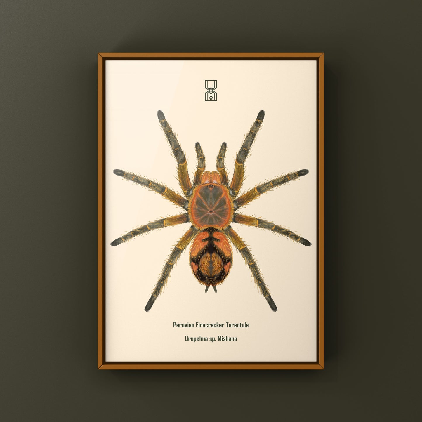 Peruvian Firecracker Tarantula, Urupelma sp. Mishana, Photographic Art Print