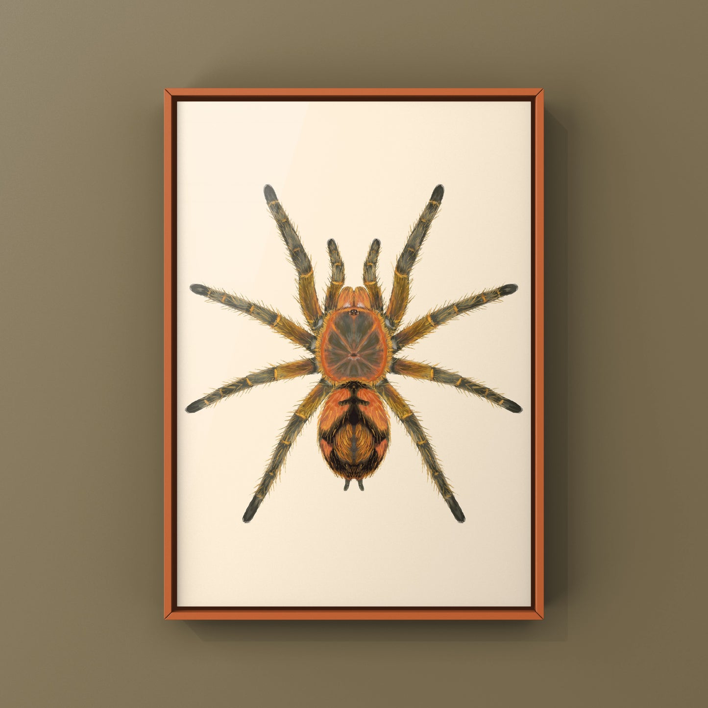 Peruvian Firecracker Tarantula, Urupelma sp. Mishana, Photographic Art Print