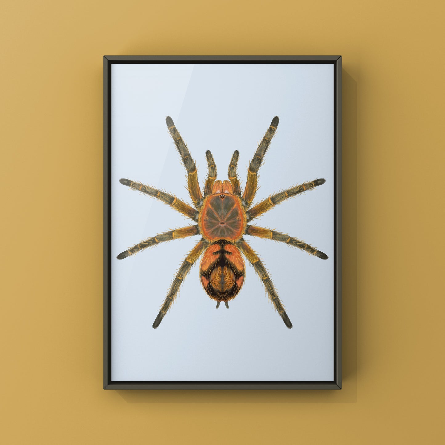 Peruvian Firecracker Tarantula, Urupelma sp. Mishana, Photographic Art Print