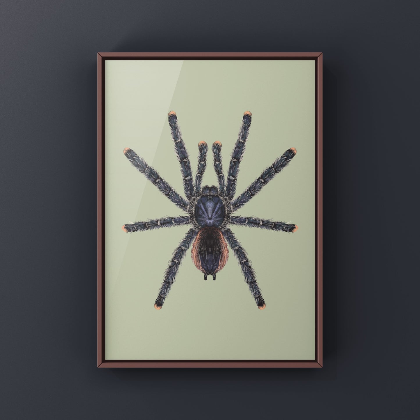 Peruvian Pinktoe Tarantula, Avicularia Juruensis, Photographic Art Print from The Silk Ranch