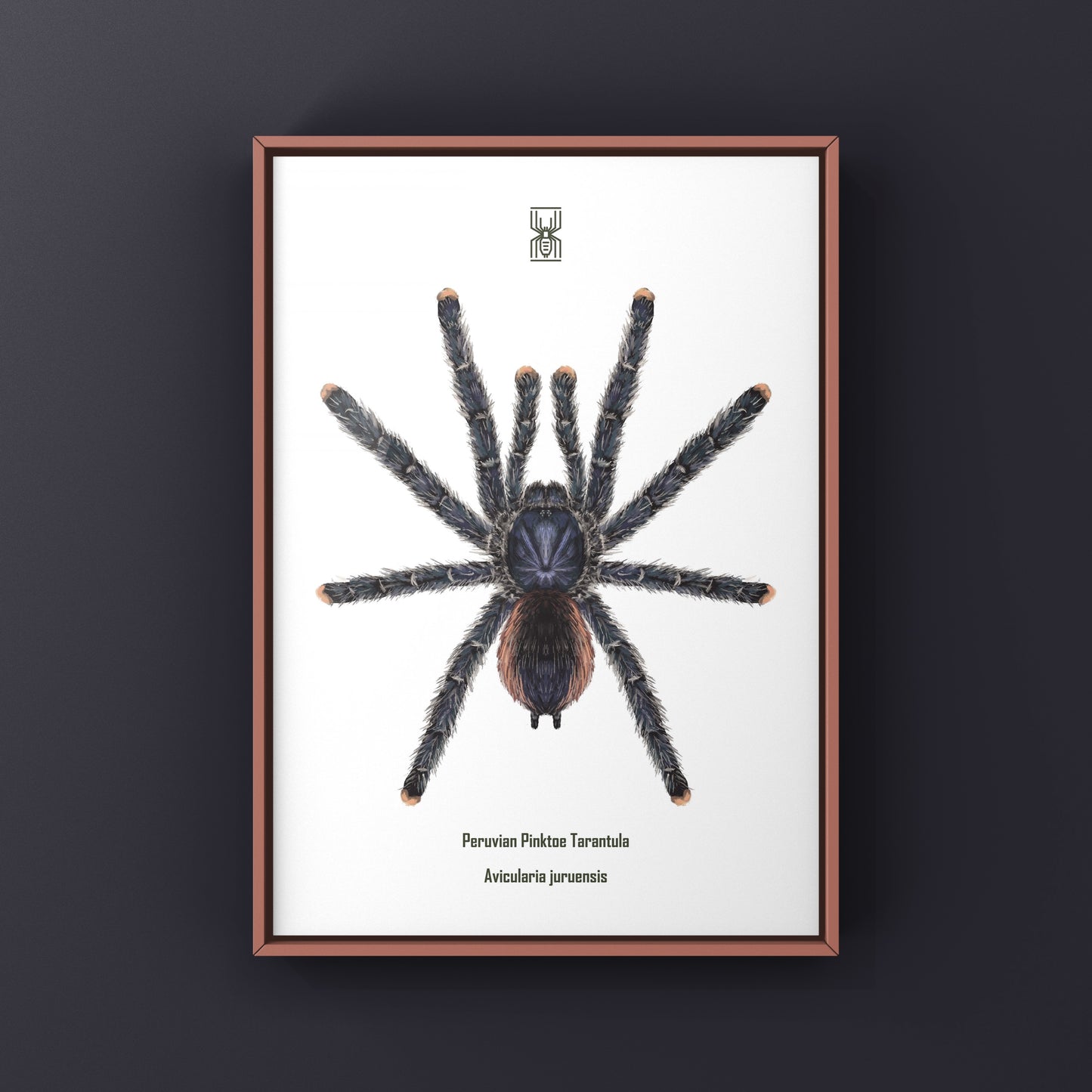 Peruvian Pinktoe Tarantula, Avicularia Juruensis, Photographic Art Print from The Silk Ranch