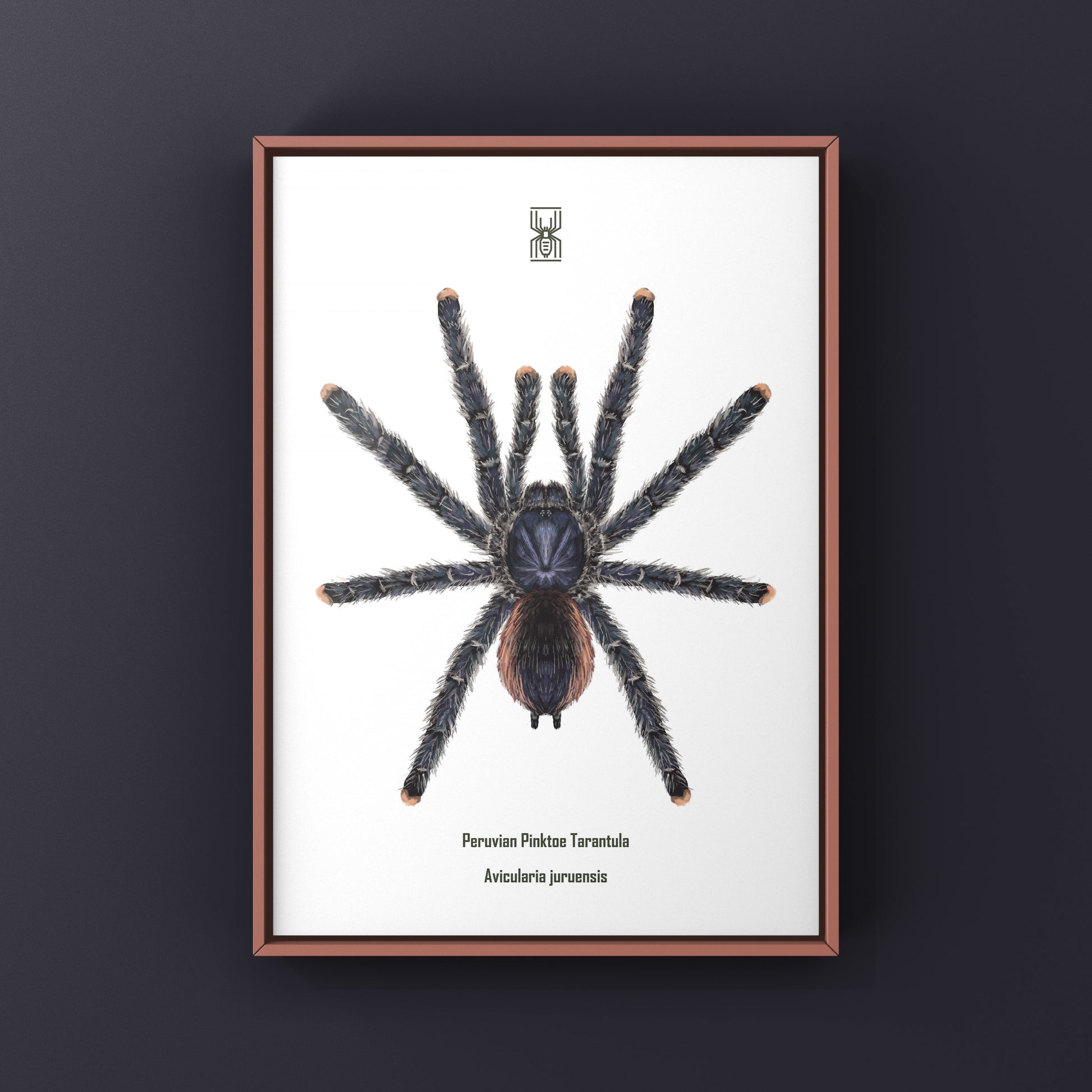 Peruvian Pinktoe Tarantula, Avicularia Juruensis, Photographic Art Print from The Silk Ranch