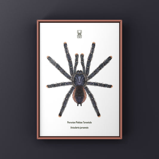 Peruvian Pinktoe Tarantula, Avicularia Juruensis, Photographic Art Print from The Silk Ranch