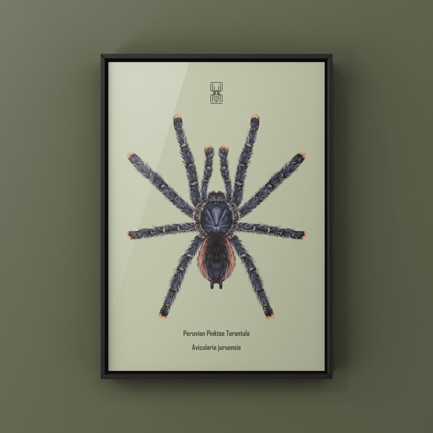 Peruvian Pinktoe Tarantula, Avicularia Juruensis, Photographic Art Print from The Silk Ranch