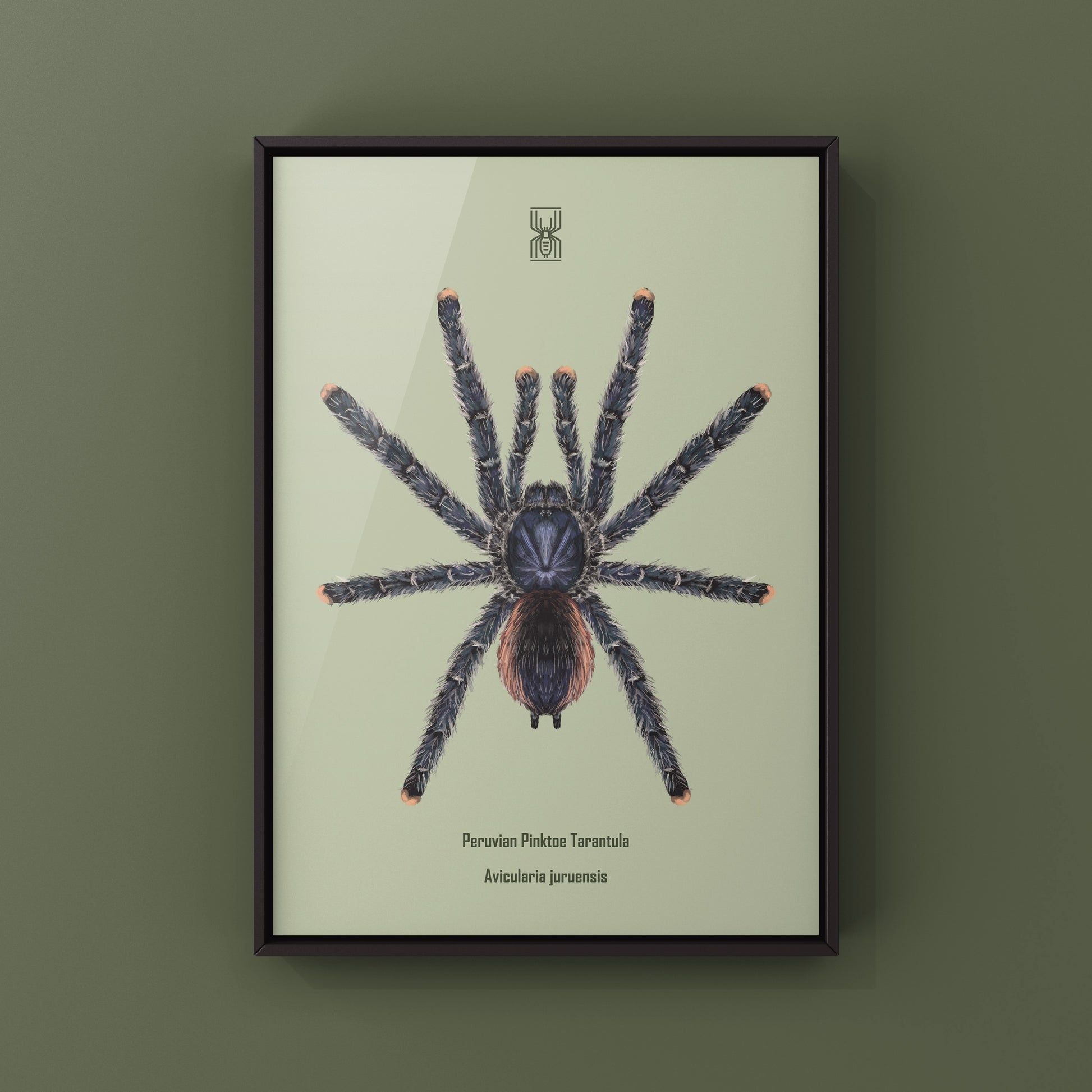 Peruvian Pinktoe Tarantula, Avicularia Juruensis, Photographic Art Print from The Silk Ranch