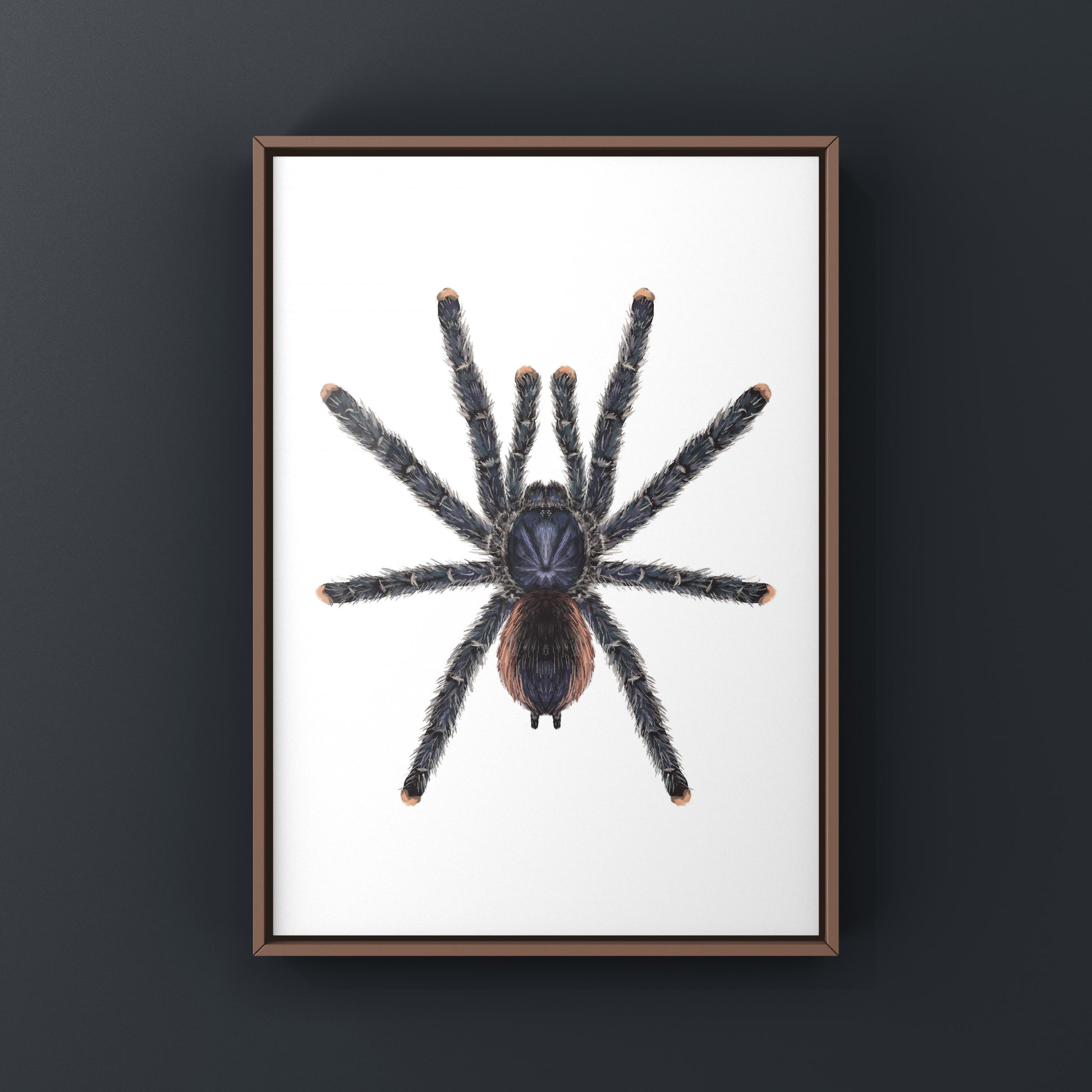Peruvian Pinktoe Tarantula, Avicularia Juruensis, Photographic Art Print from The Silk Ranch