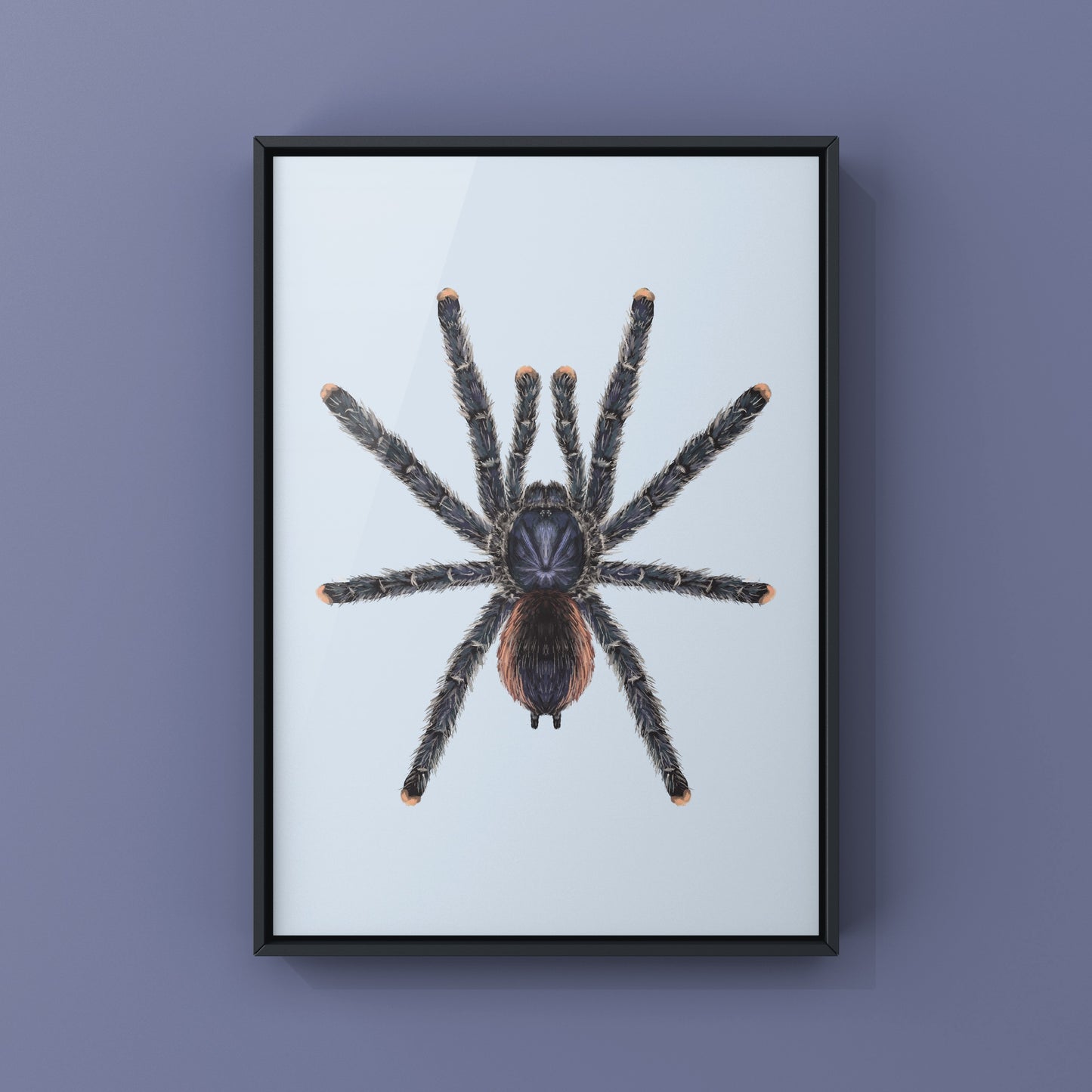 Peruvian Pinktoe Tarantula, Avicularia Juruensis, Photographic Art Print from The Silk Ranch
