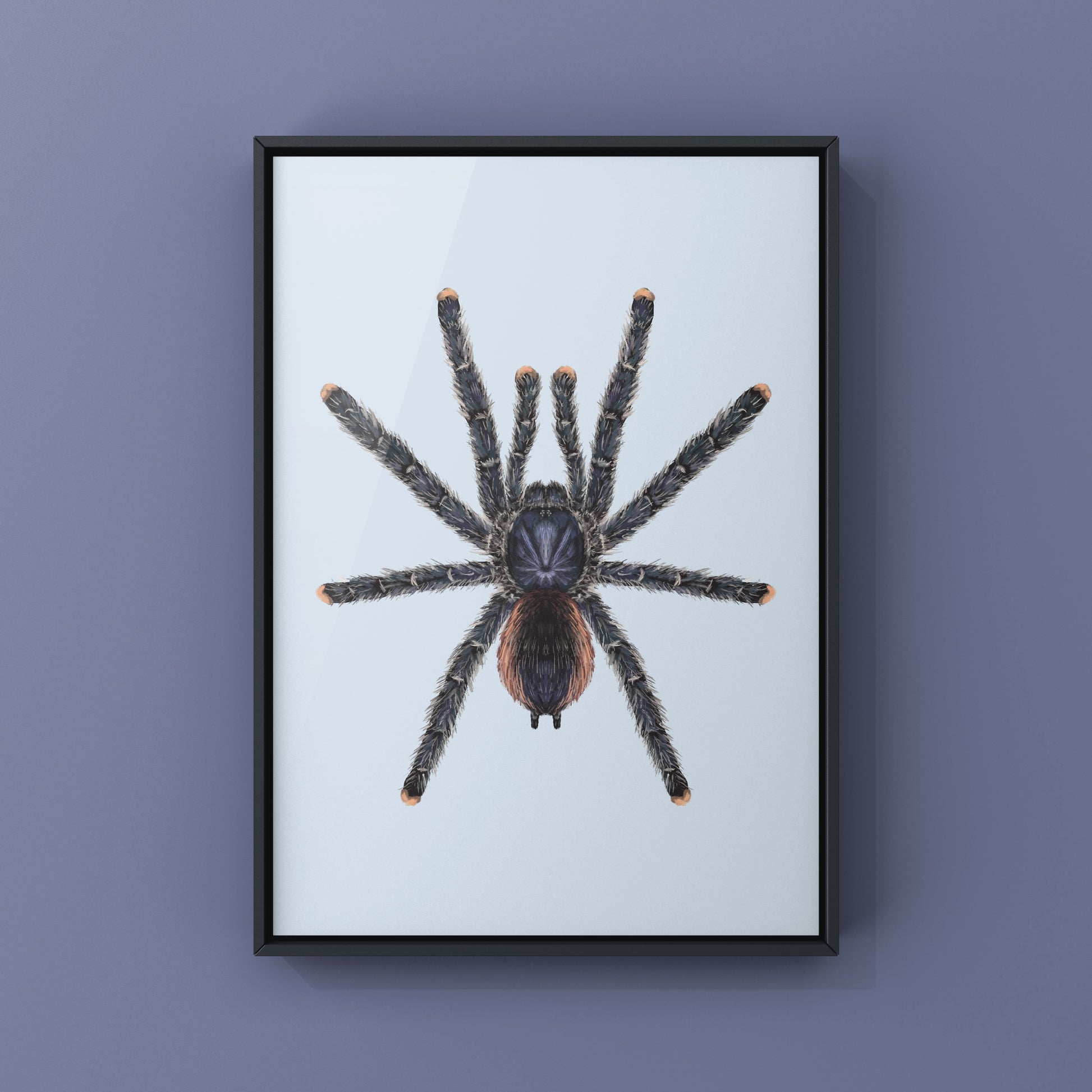 Peruvian Pinktoe Tarantula, Avicularia Juruensis, Photographic Art Print from The Silk Ranch
