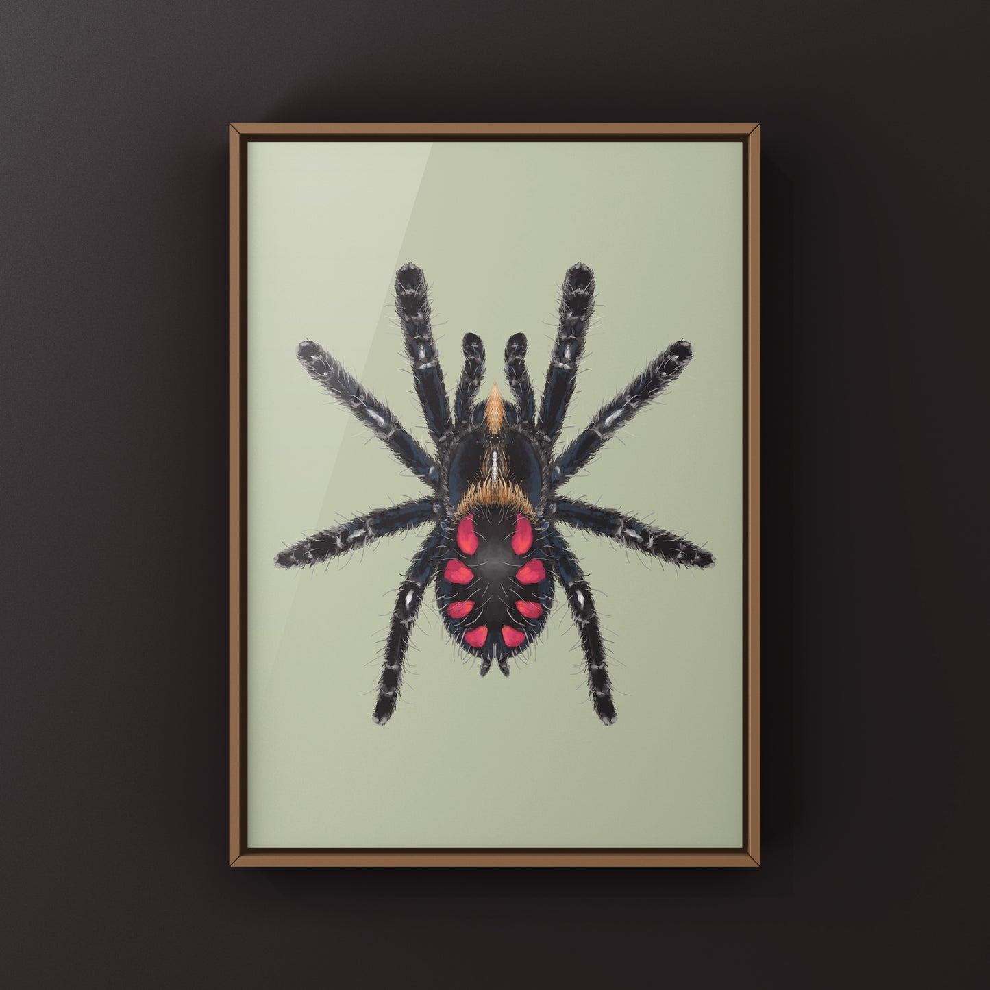 Pink Punk Jewel Tarantula, Typhochlaena Costae, Photographic Art Print