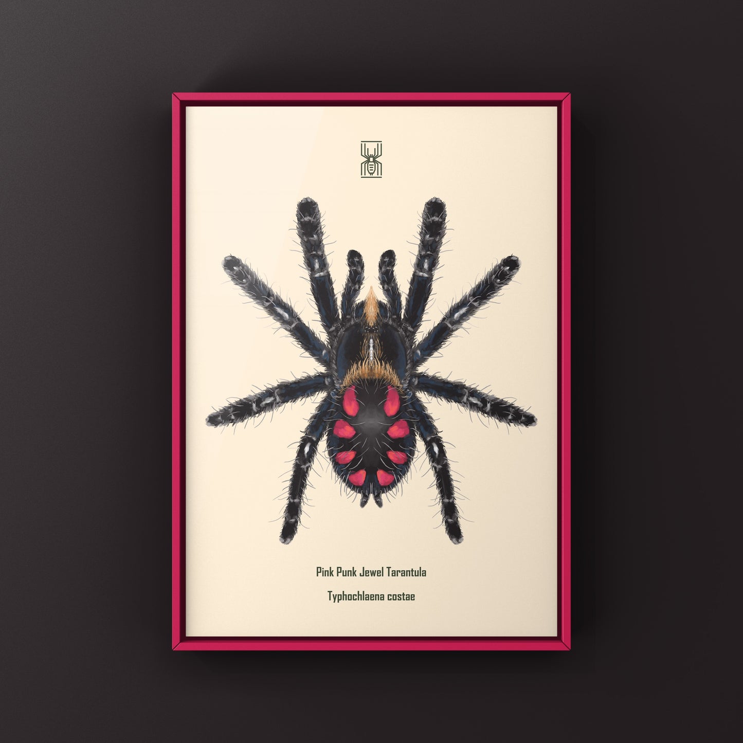 Pink Punk Jewel Tarantula, Typhochlaena Costae, Photographic Art Print