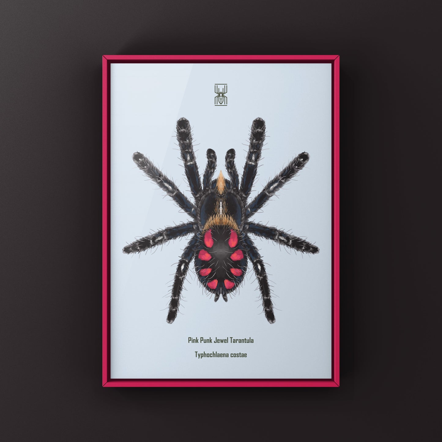 Pink Punk Jewel Tarantula, Typhochlaena Costae, Photographic Art Print