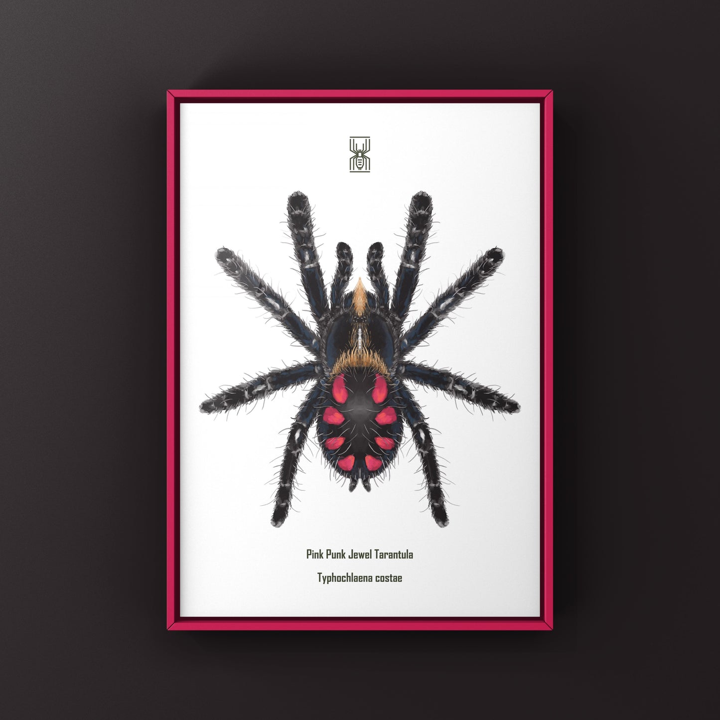 Pink Punk Jewel Tarantula, Typhochlaena Costae, Photographic Art Print