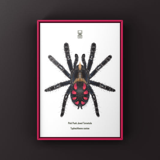 Pink Punk Jewel Tarantula, Typhochlaena Costae, Photographic Art Print