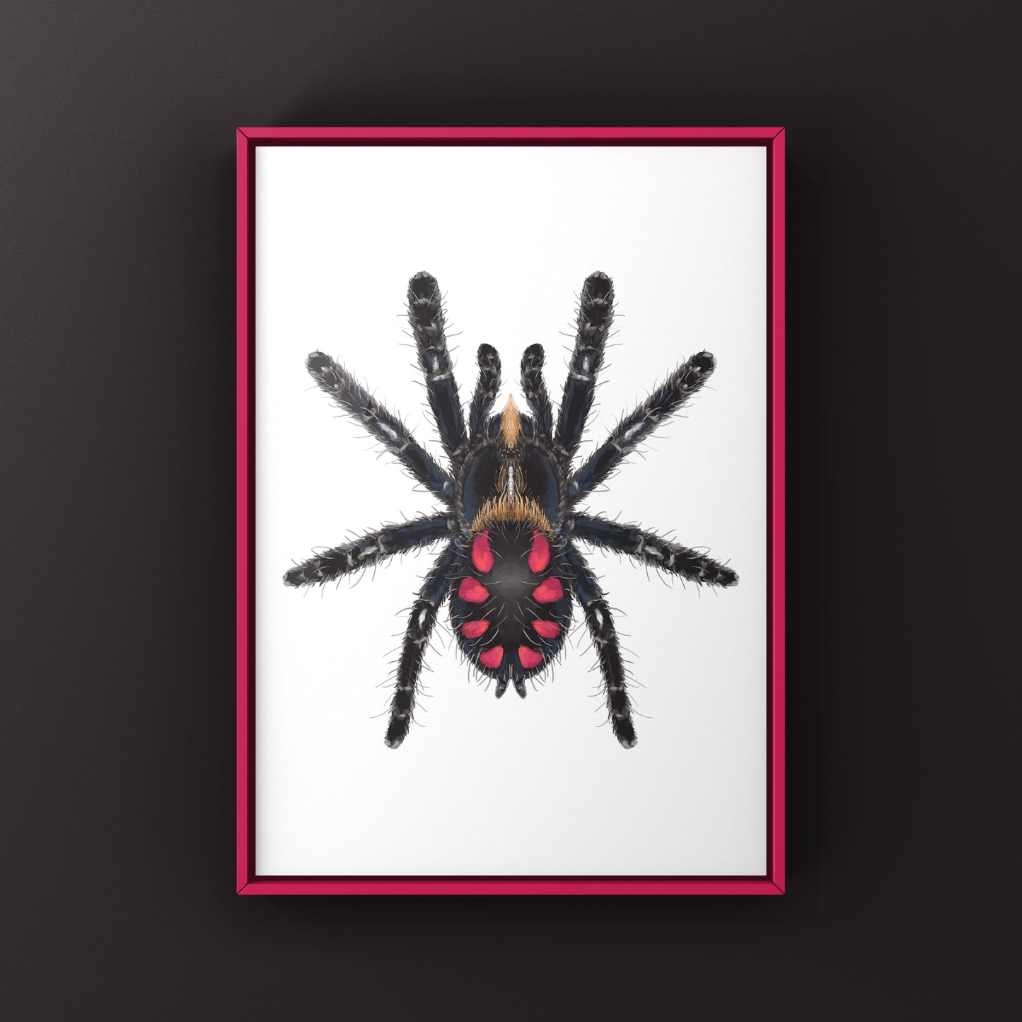 Pink Punk Jewel Tarantula, Typhochlaena Costae, Photographic Art Print