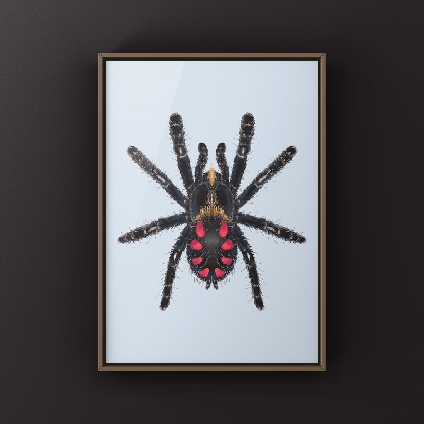 Pink Punk Jewel Tarantula, Typhochlaena Costae, Photographic Art Print