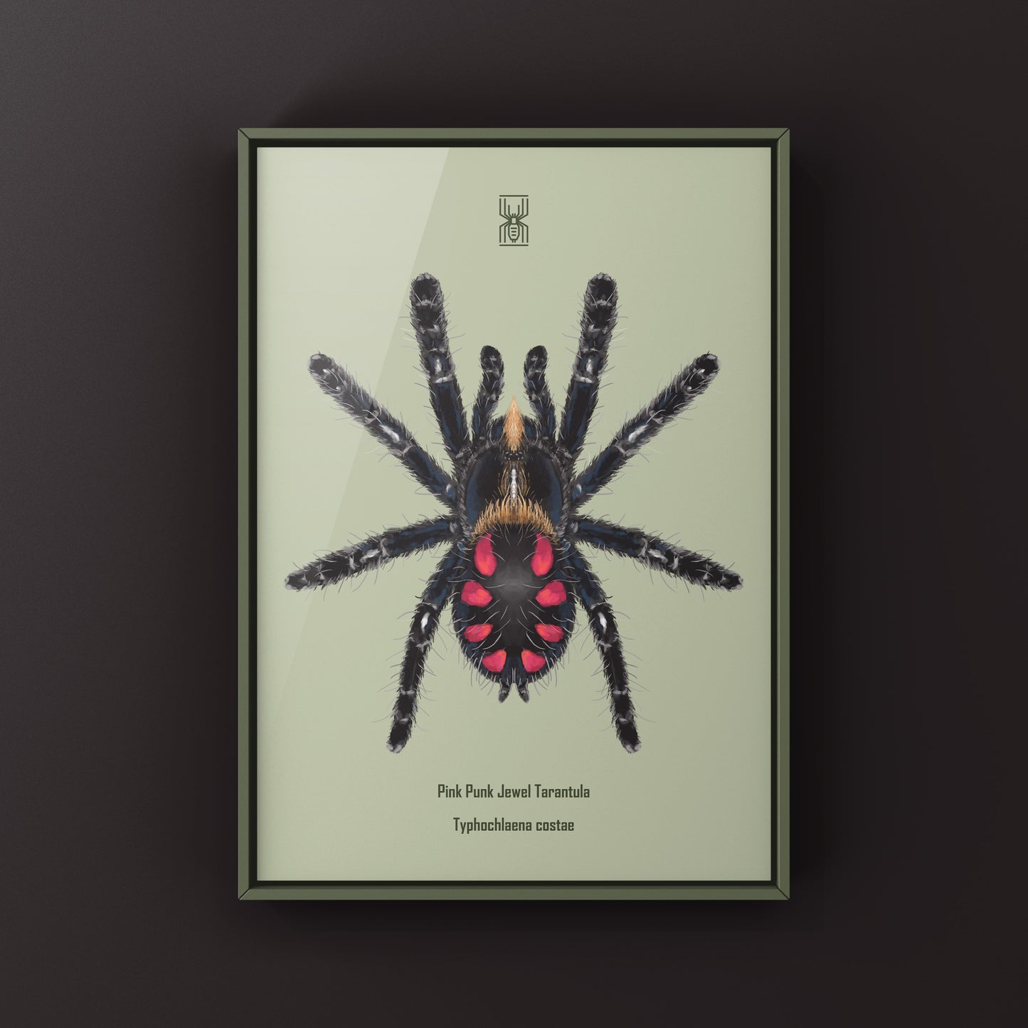 Pink Punk Jewel Tarantula, Typhochlaena Costae, Photographic Art Print