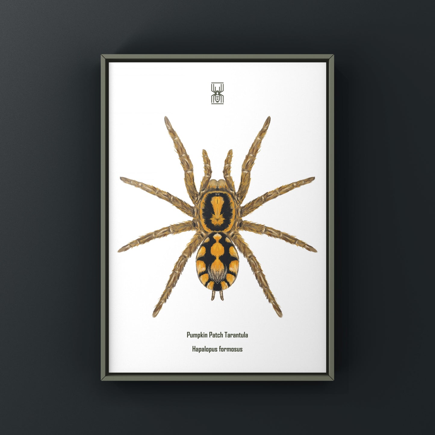 Pumpkin Patch Tarantula, Hapalopus formosus, Photographic Art Print from The Silk Ranch