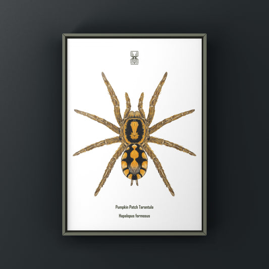Pumpkin Patch Tarantula, Hapalopus formosus, Photographic Art Print from The Silk Ranch
