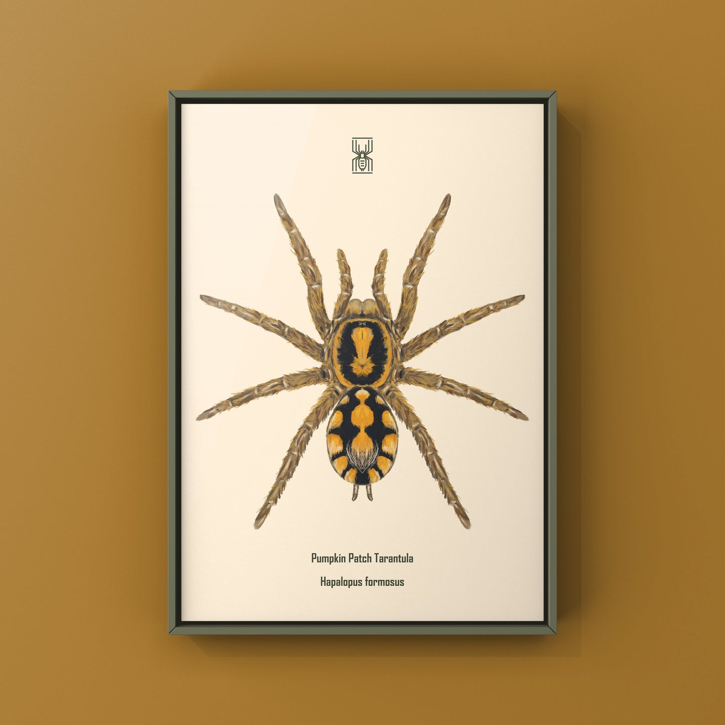Pumpkin Patch Tarantula, Hapalopus formosus, Photographic Art Print from The Silk Ranch