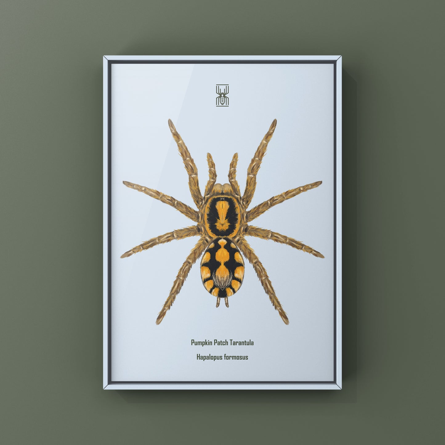 Pumpkin Patch Tarantula, Hapalopus formosus, Photographic Art Print from The Silk Ranch