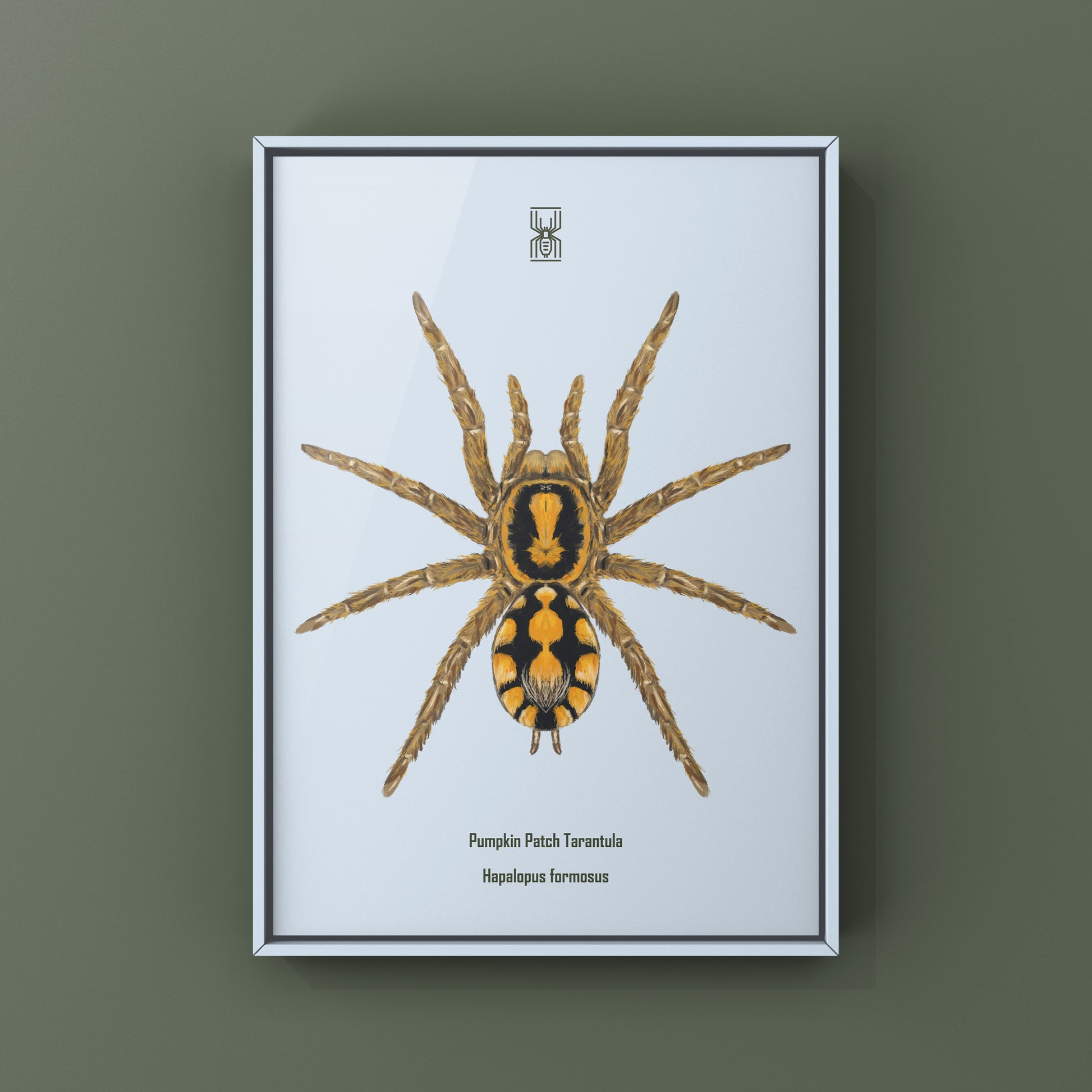 Pumpkin Patch Tarantula, Hapalopus formosus, Photographic Art Print from The Silk Ranch