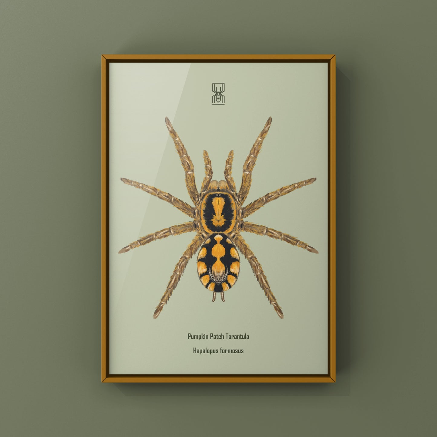Pumpkin Patch Tarantula, Hapalopus formosus, Photographic Art Print from The Silk Ranch