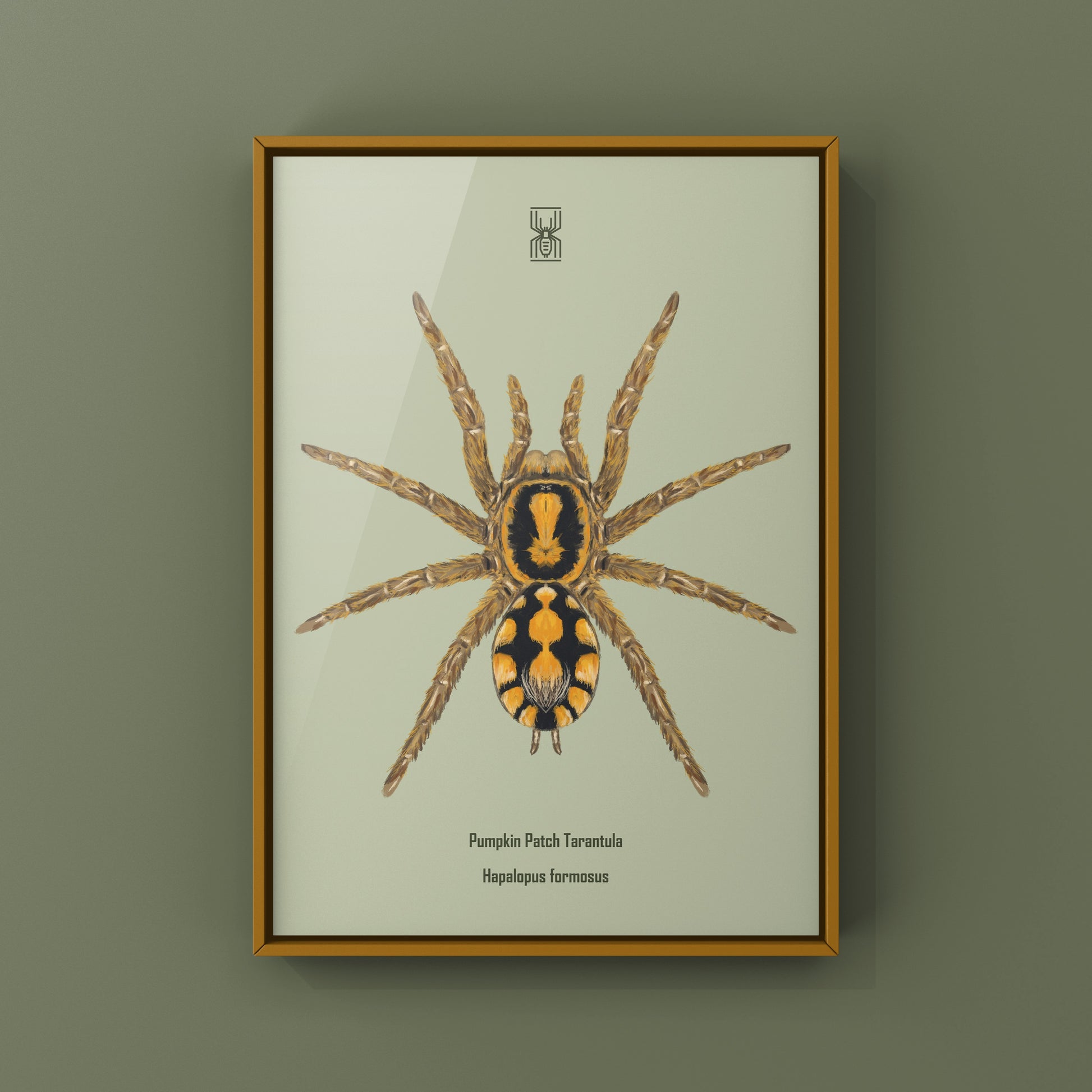 Pumpkin Patch Tarantula, Hapalopus formosus, Photographic Art Print from The Silk Ranch