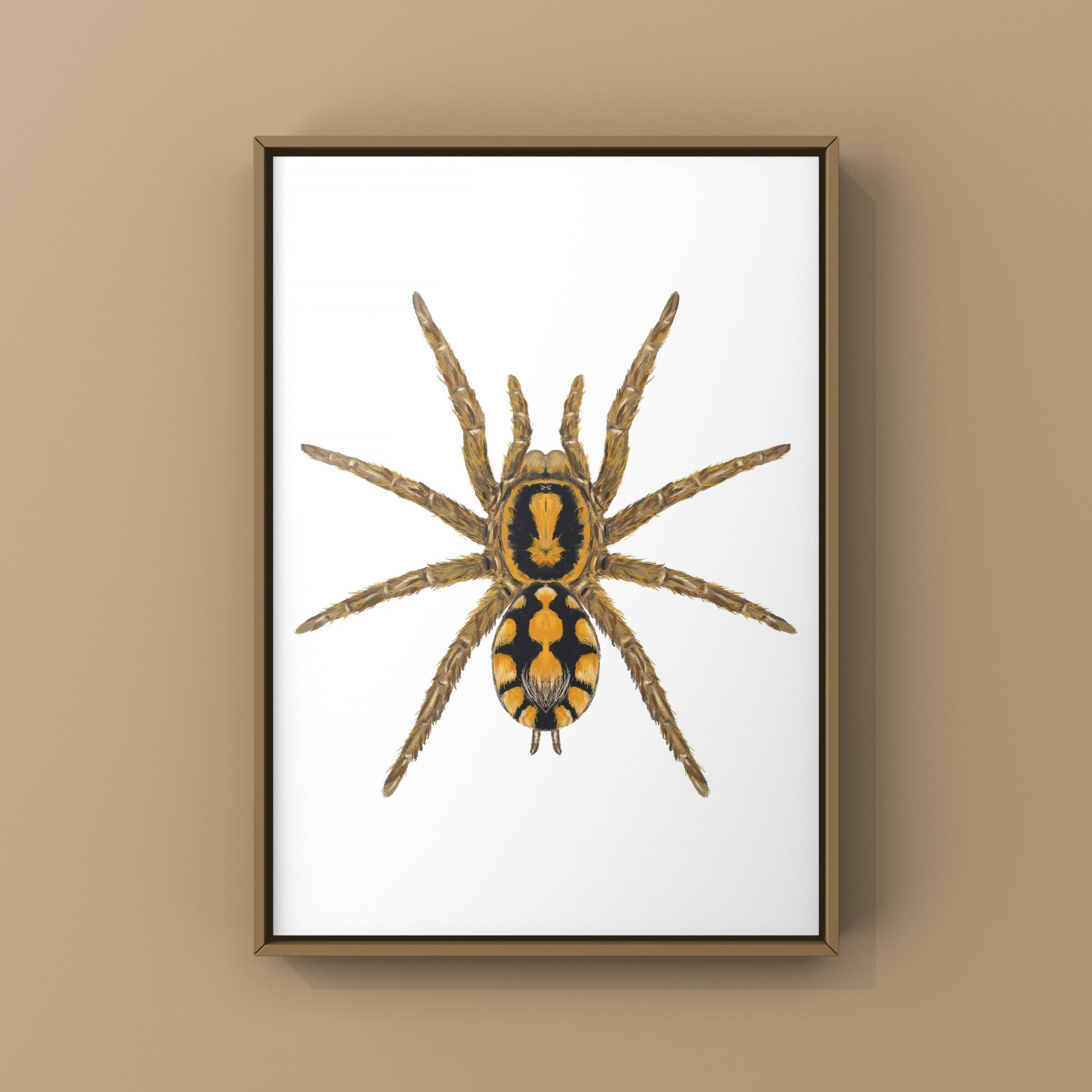 Pumpkin Patch Tarantula, Hapalopus formosus, Photographic Art Print from The Silk Ranch