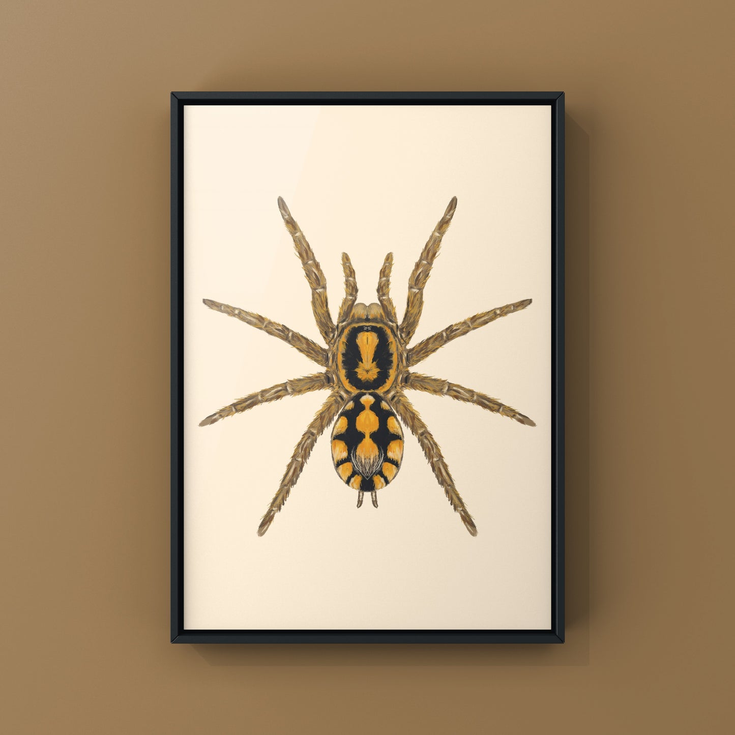 Pumpkin Patch Tarantula, Hapalopus formosus, Photographic Art Print from The Silk Ranch