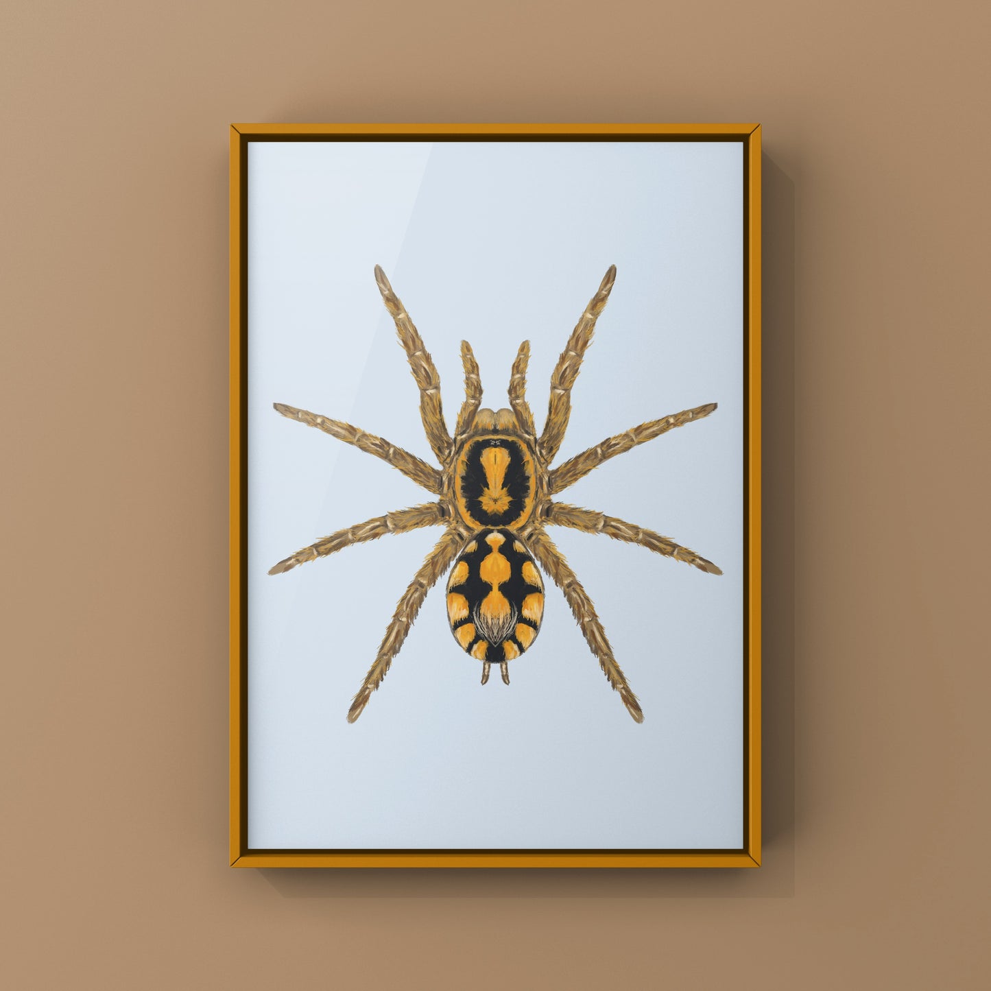 Pumpkin Patch Tarantula, Hapalopus formosus, Photographic Art Print from The Silk Ranch