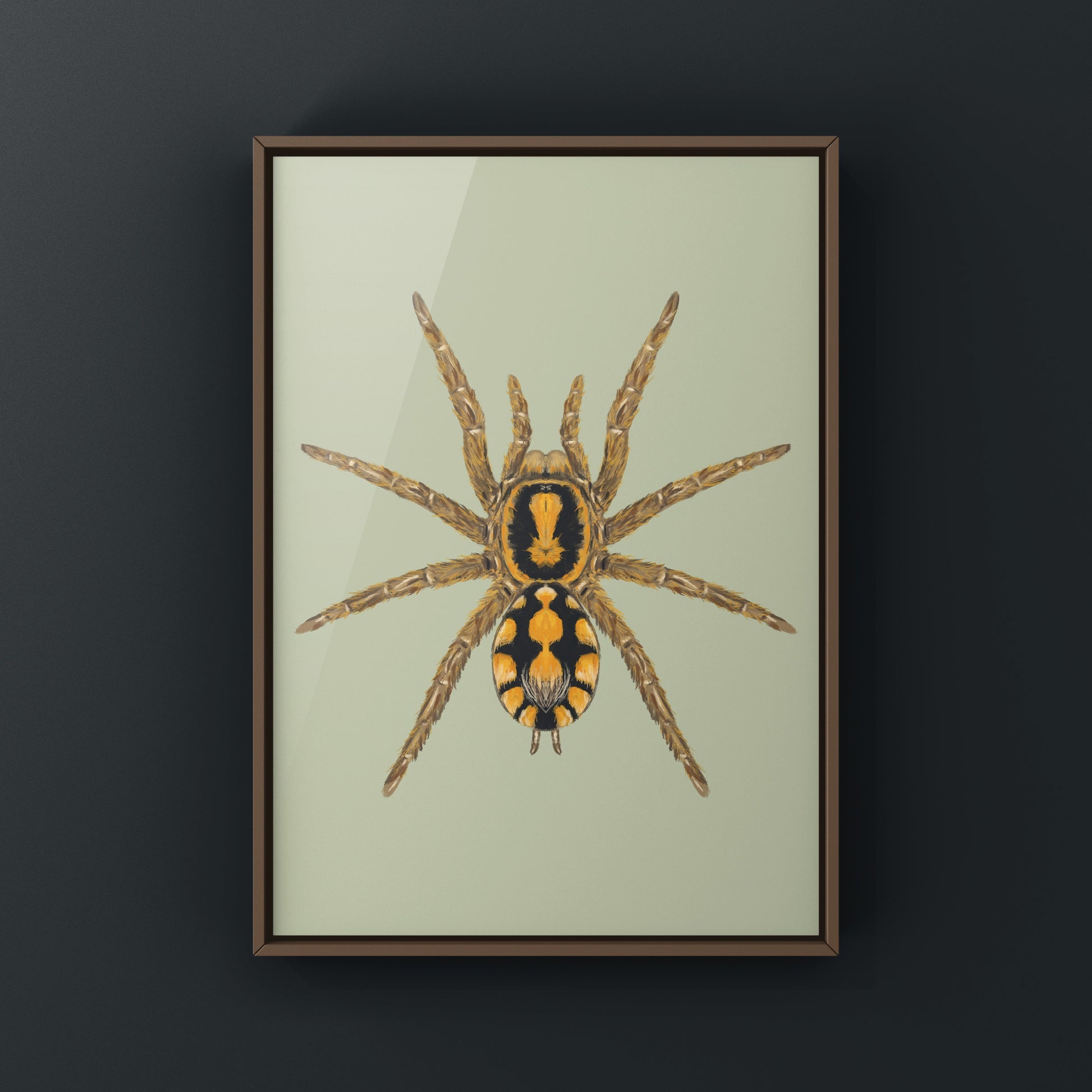 Pumpkin Patch Tarantula, Hapalopus formosus, Photographic Art Print from The Silk Ranch