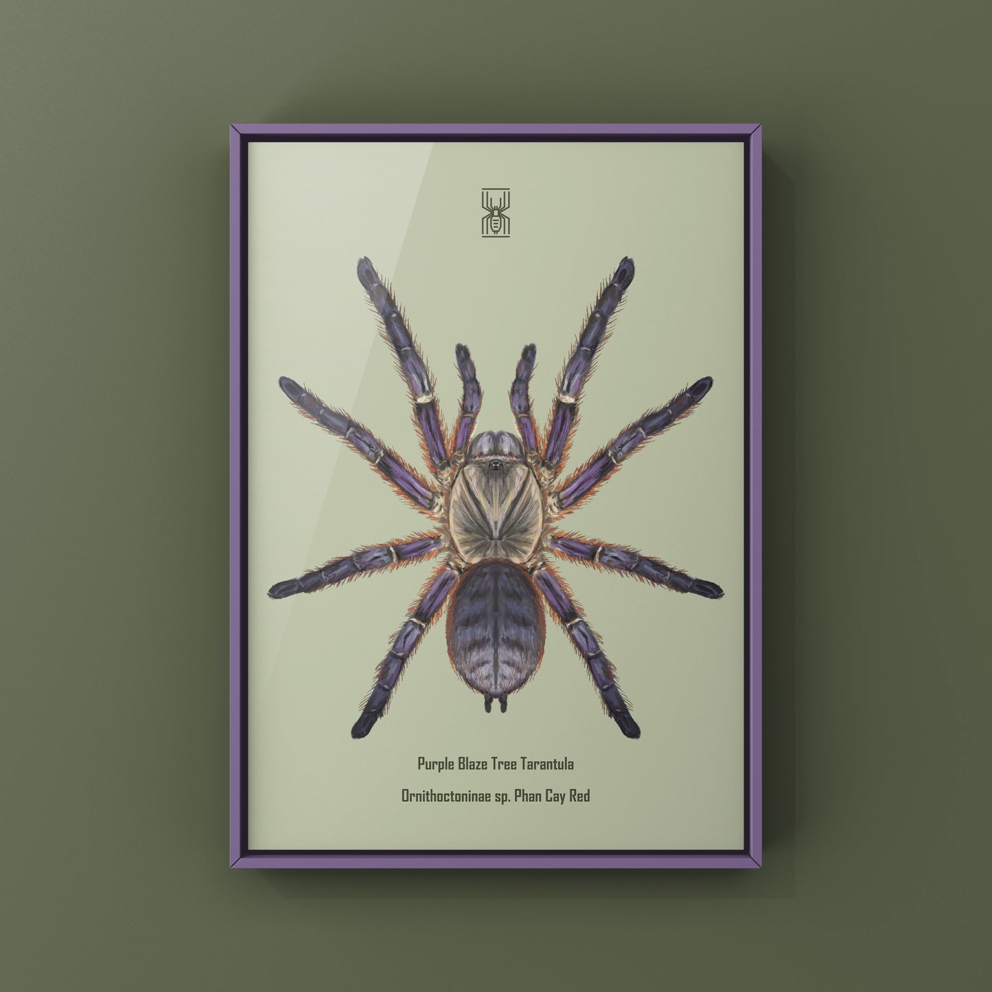Purple Blaze Tree Tarantula, Orithoctoninae Sp. Phan Cay Red, Photographic Art Print