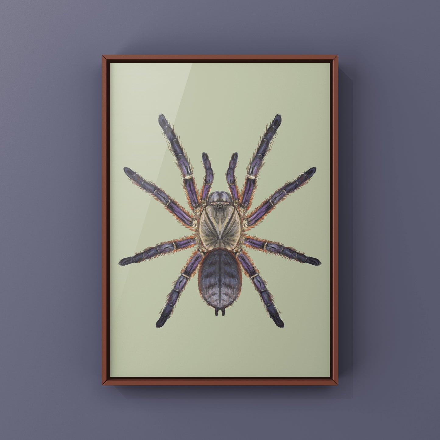 Purple Blaze Tree Tarantula, Orithoctoninae Sp. Phan Cay Red, Photographic Art Print