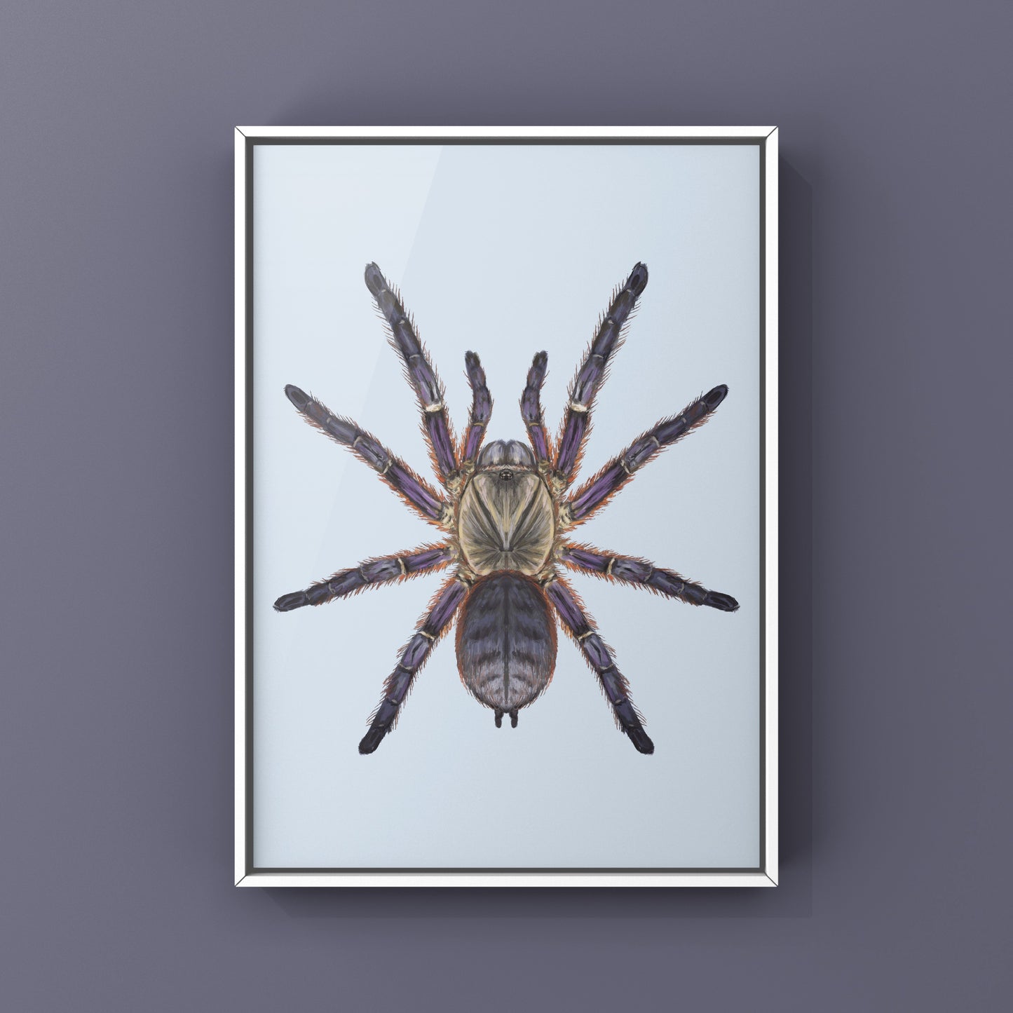 Purple Blaze Tree Tarantula, Orithoctoninae Sp. Phan Cay Red, Photographic Art Print