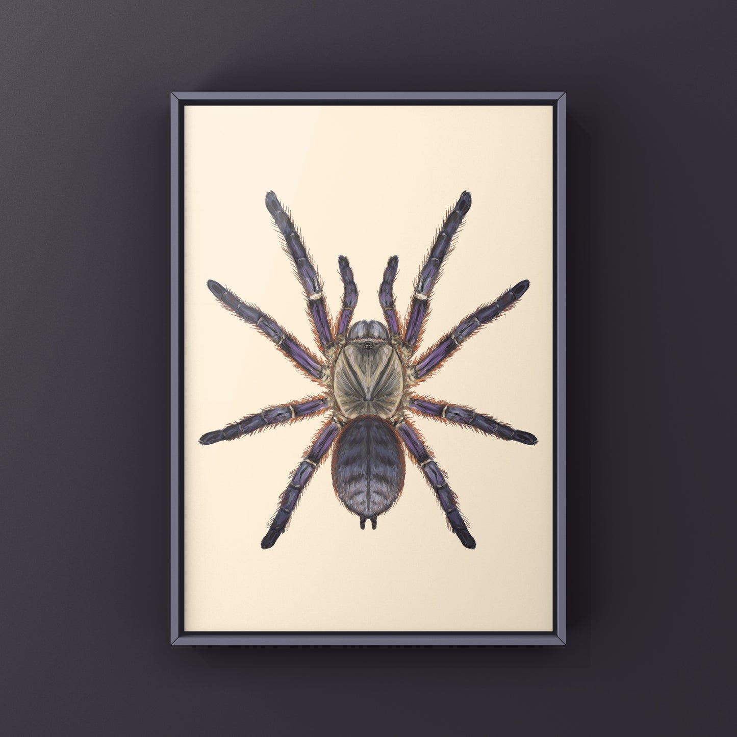 Purple Blaze Tree Tarantula, Orithoctoninae Sp. Phan Cay Red, Photographic Art Print