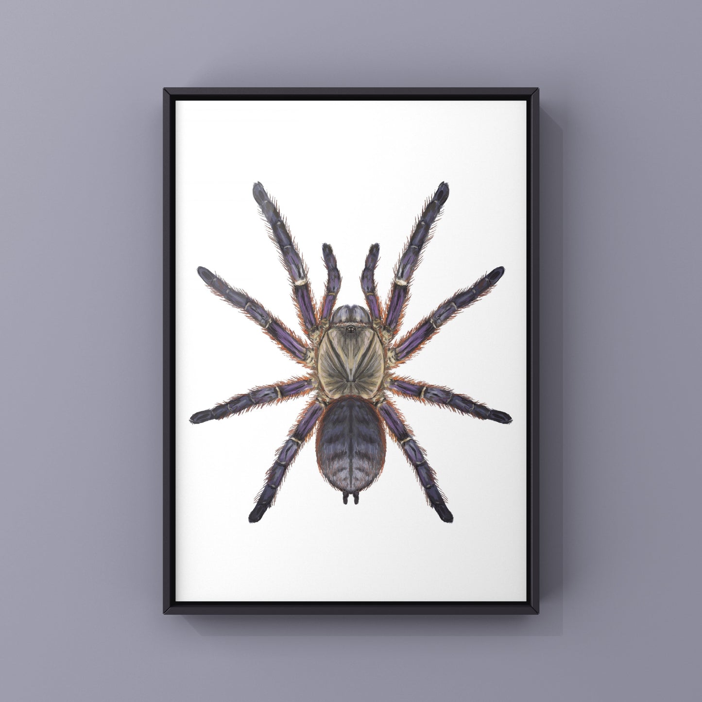 Purple Blaze Tree Tarantula, Orithoctoninae Sp. Phan Cay Red, Photographic Art Print