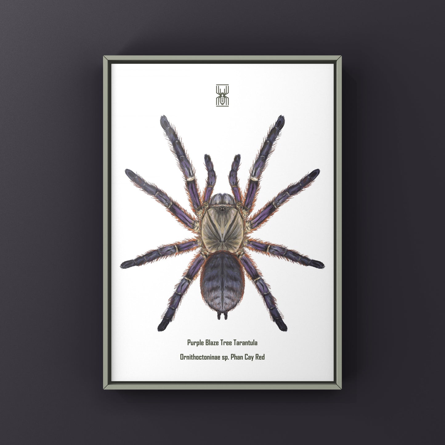 Purple Blaze Tree Tarantula, Orithoctoninae Sp. Phan Cay Red, Photographic Art Print