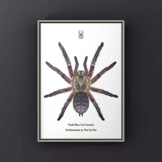 Purple Blaze Tree Tarantula, Orithoctoninae Sp. Phan Cay Red, Photographic Art Print