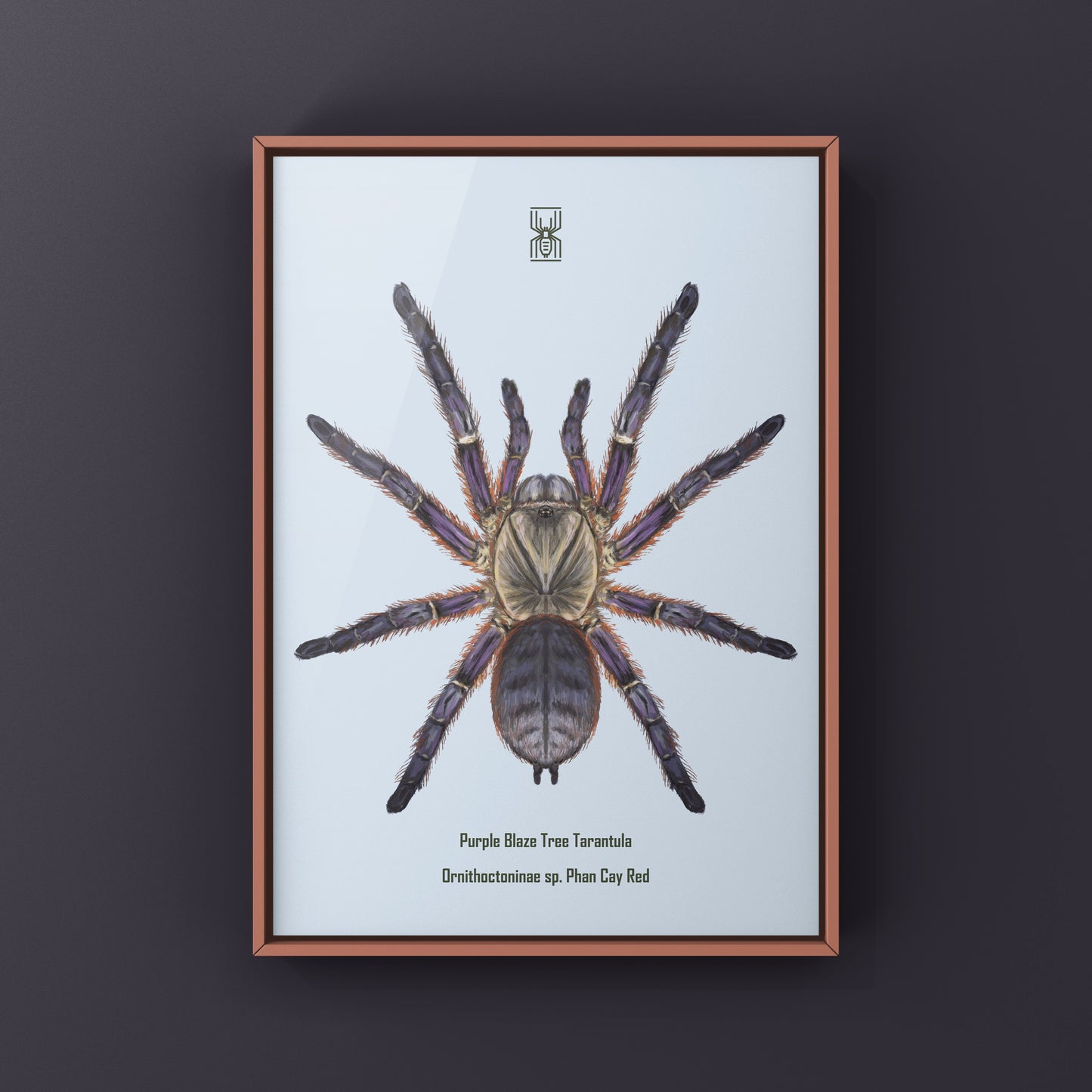 Purple Blaze Tree Tarantula, Orithoctoninae Sp. Phan Cay Red, Photographic Art Print
