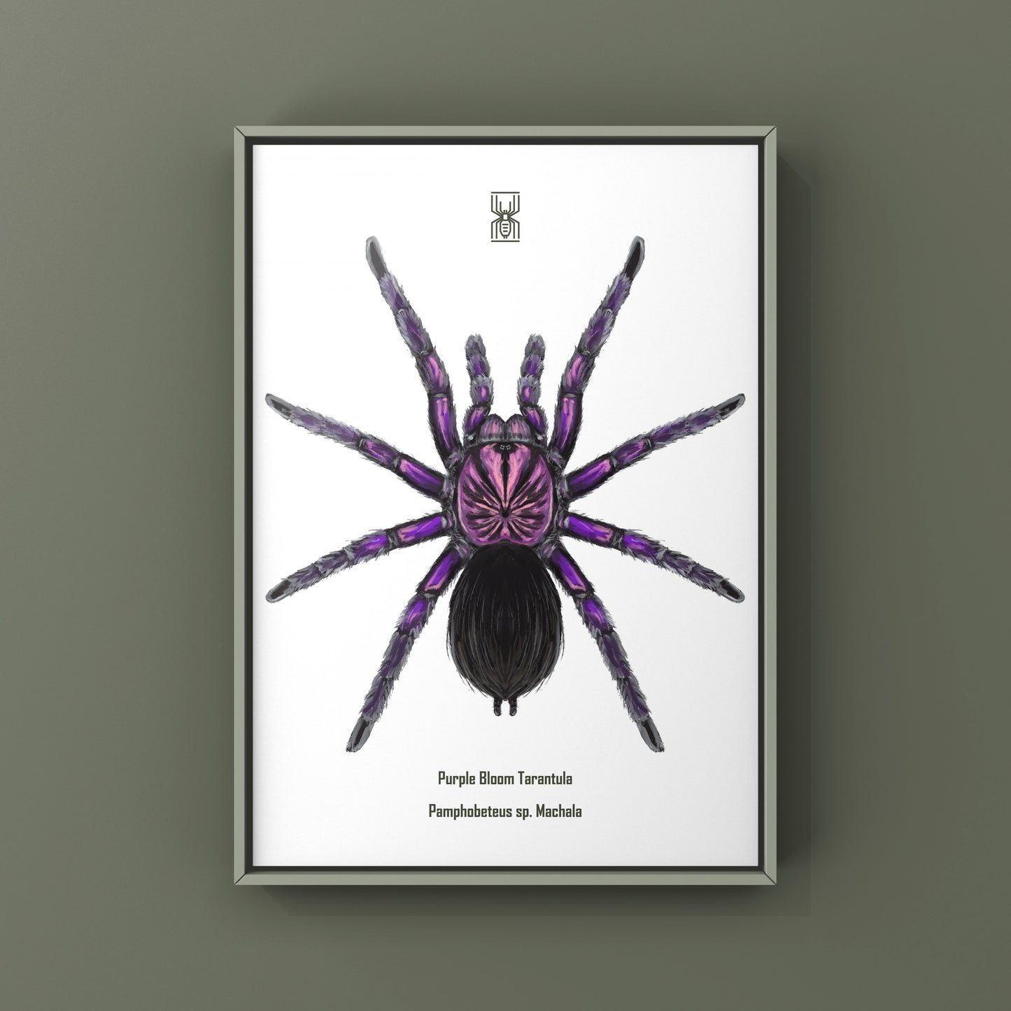Purple Bloom Tarantula, Pamphobeteus sp. Machala, Photographic Art Print from The Silk Ranch
