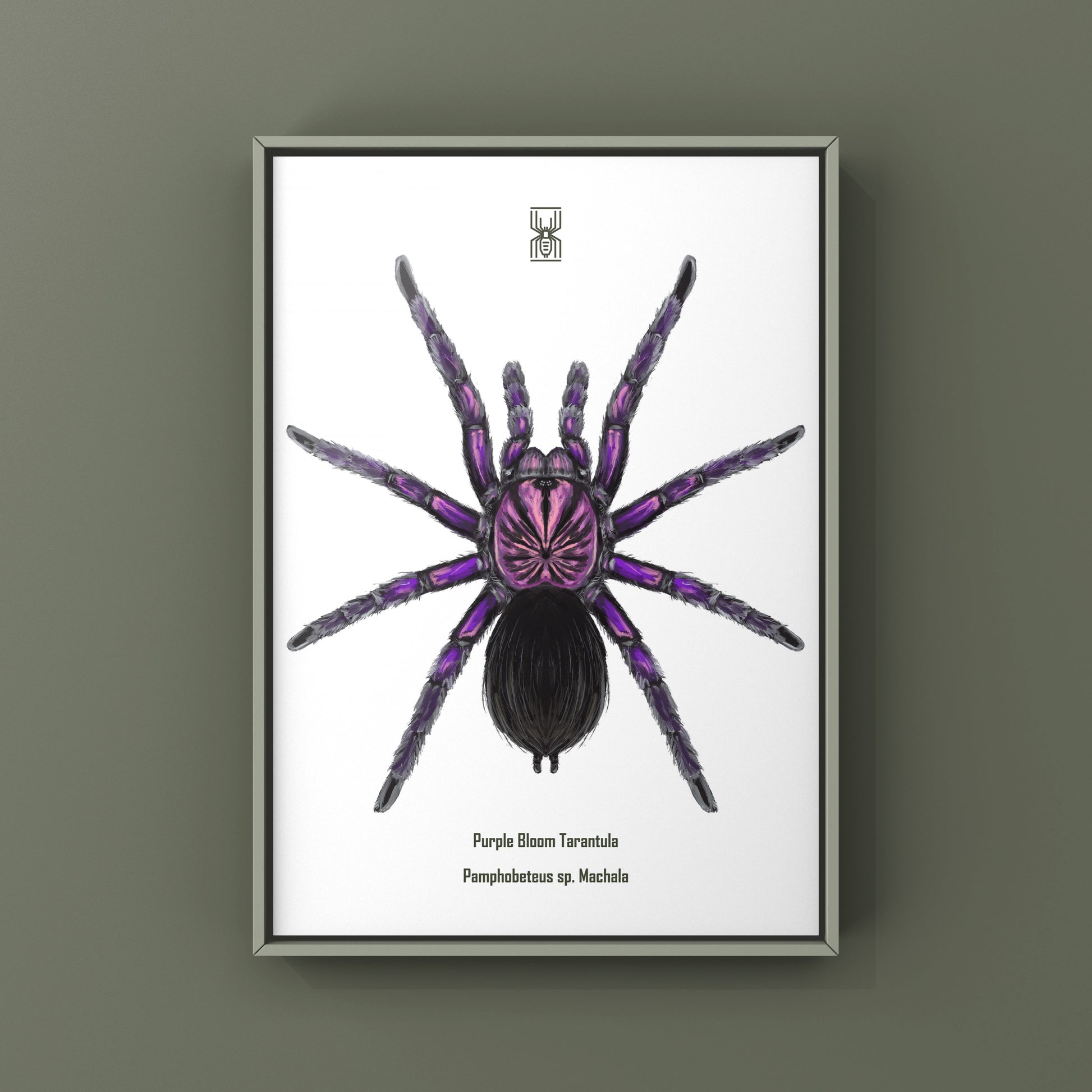 Purple Bloom Tarantula, Pamphobeteus sp. Machala, Photographic Art Print from The Silk Ranch