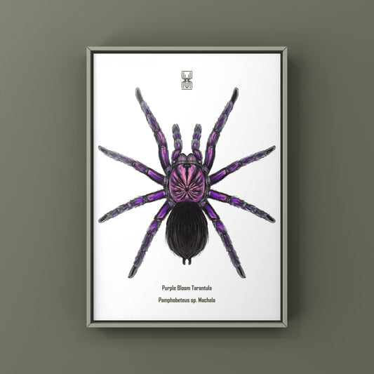 Purple Bloom Tarantula, Pamphobeteus sp. Machala, Photographic Art Print from The Silk Ranch