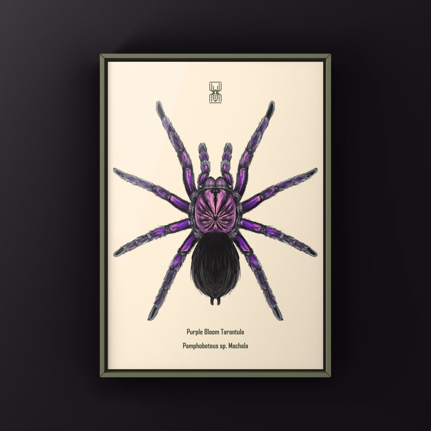 Purple Bloom Tarantula, Pamphobeteus sp. Machala, Photographic Art Print from The Silk Ranch